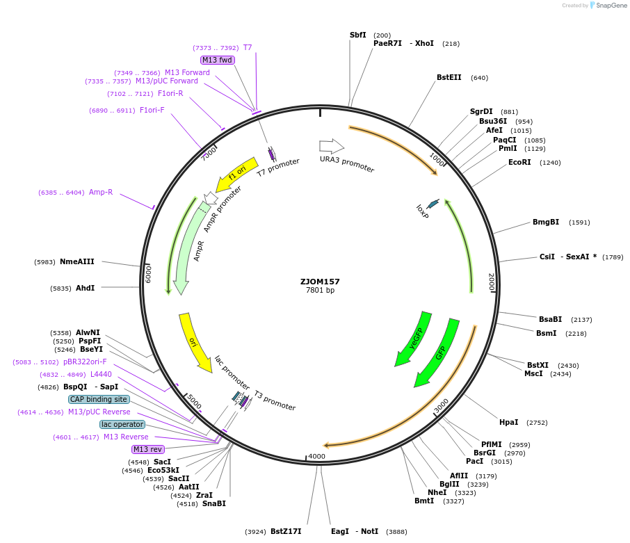 133640-plasmid-map-sequence-id-272372