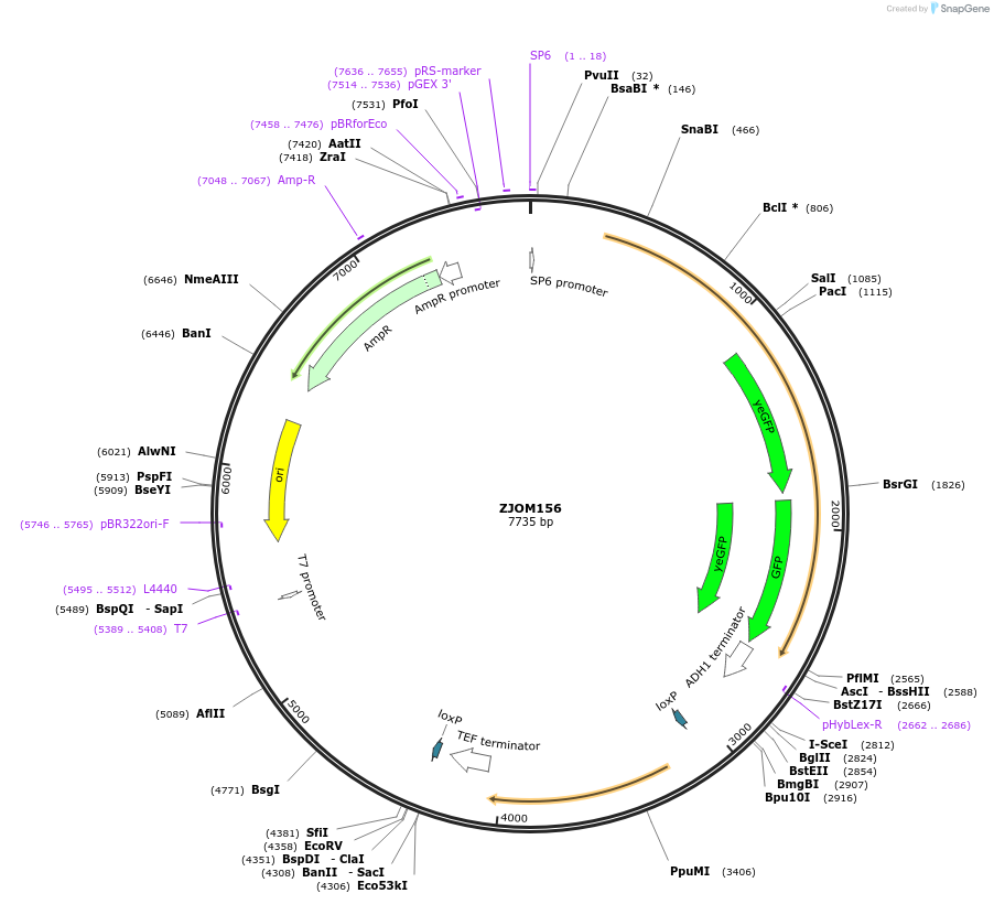 133636-plasmid-map-sequence-id-272374