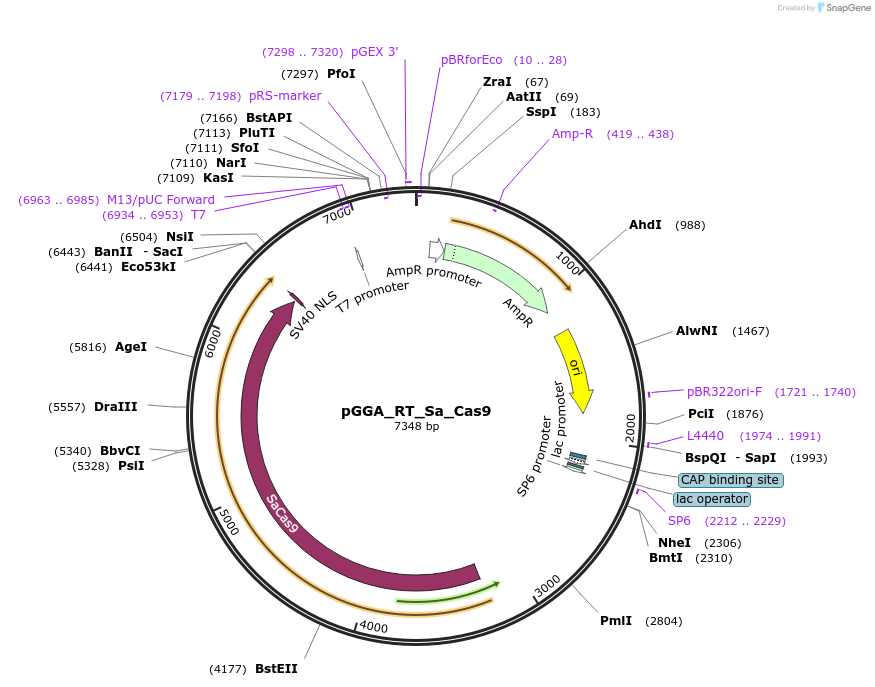 136962-plasmid-map-sequence-id-272380