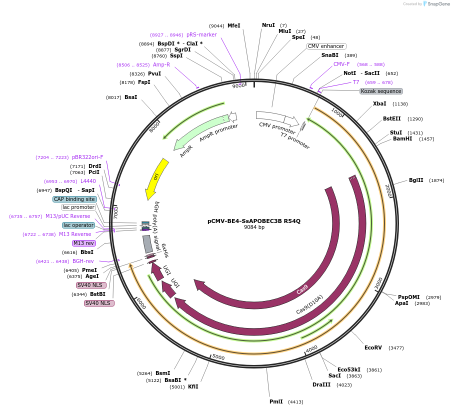 138344-plasmid-map-sequence-id-272392