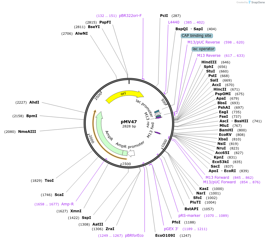128866-plasmid-map-sequence-id-272426