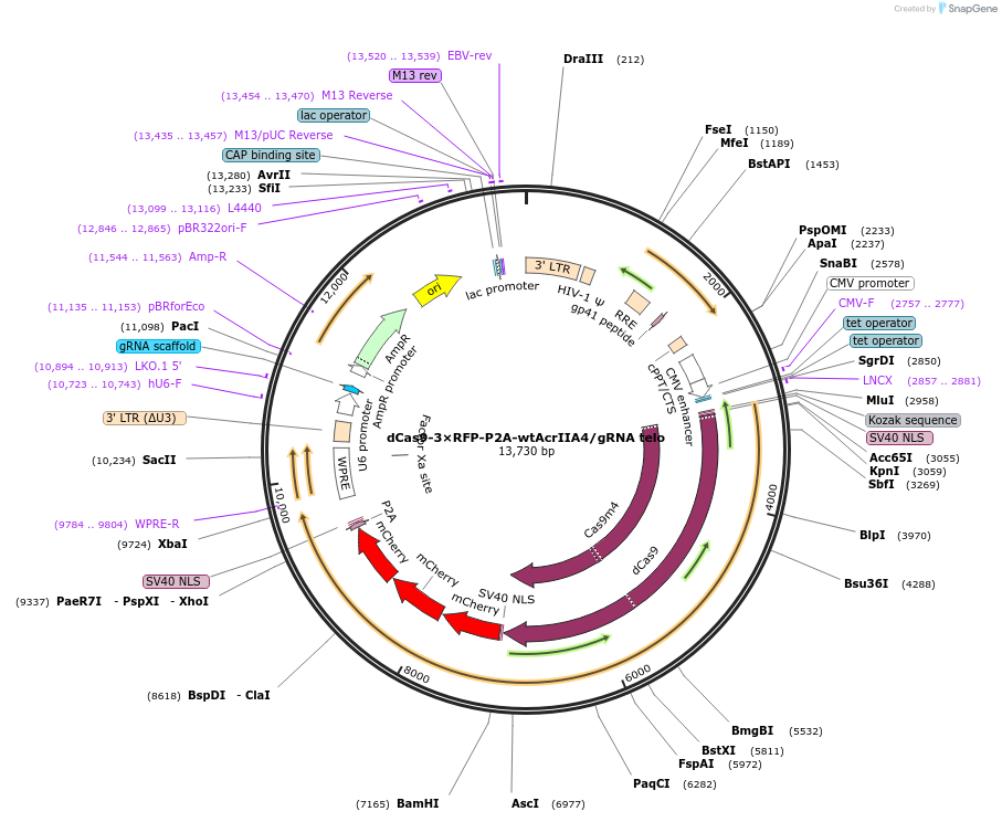 137712-plasmid-map-sequence-id-272430