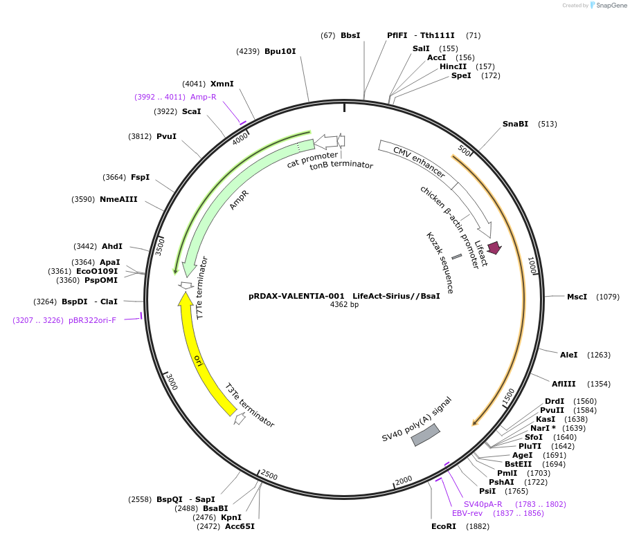 130182-plasmid-map-sequence-id-272439