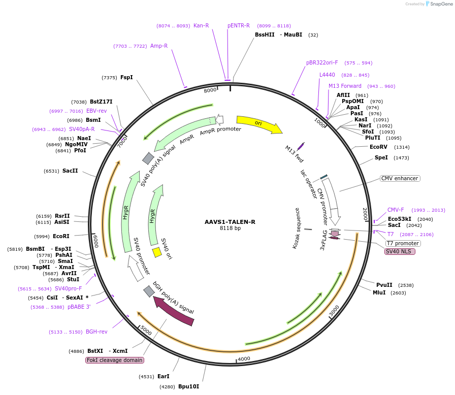 59026-plasmid-map-sequence-id-272442
