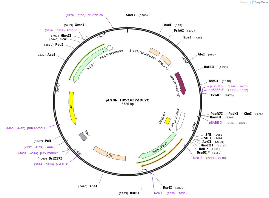136588-plasmid-map-sequence-id-272447