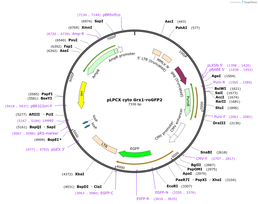 64975-plasmid-map-sequence-id-272470