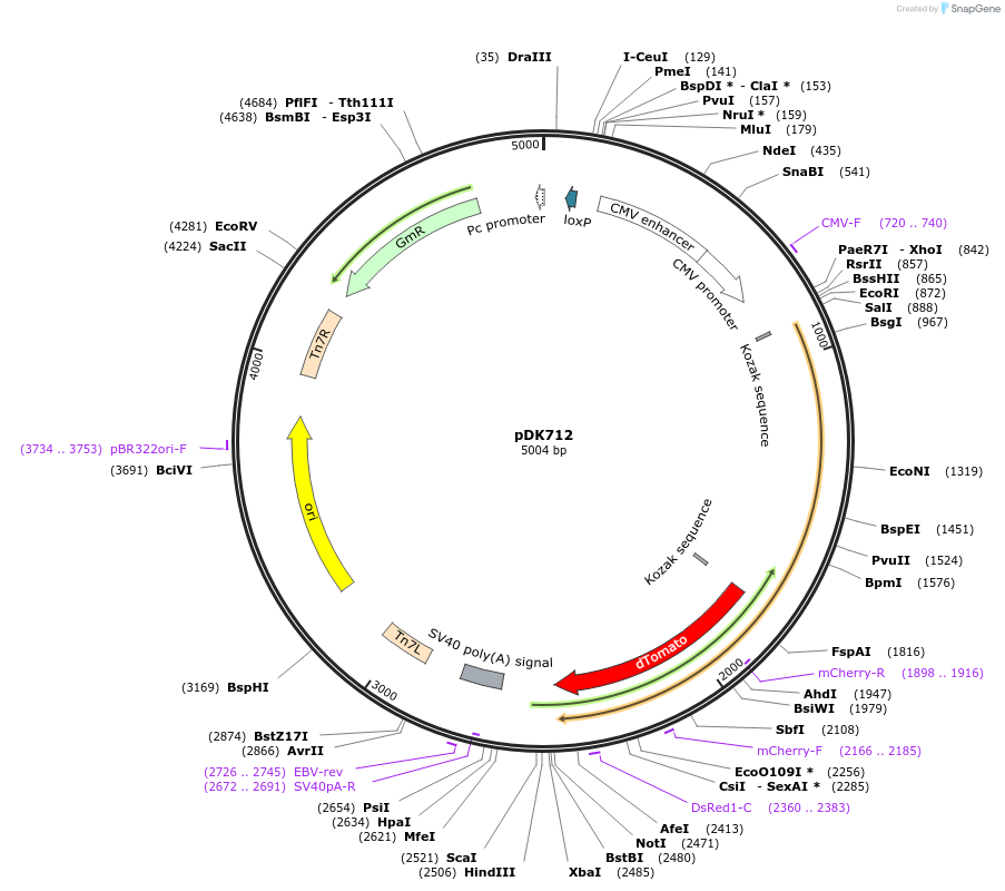 134207-plasmid-map-sequence-id-272475