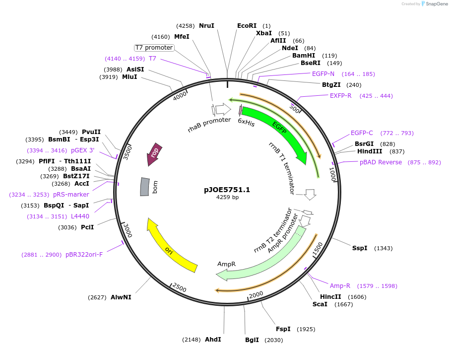 135083-plasmid-map-sequence-id-272477