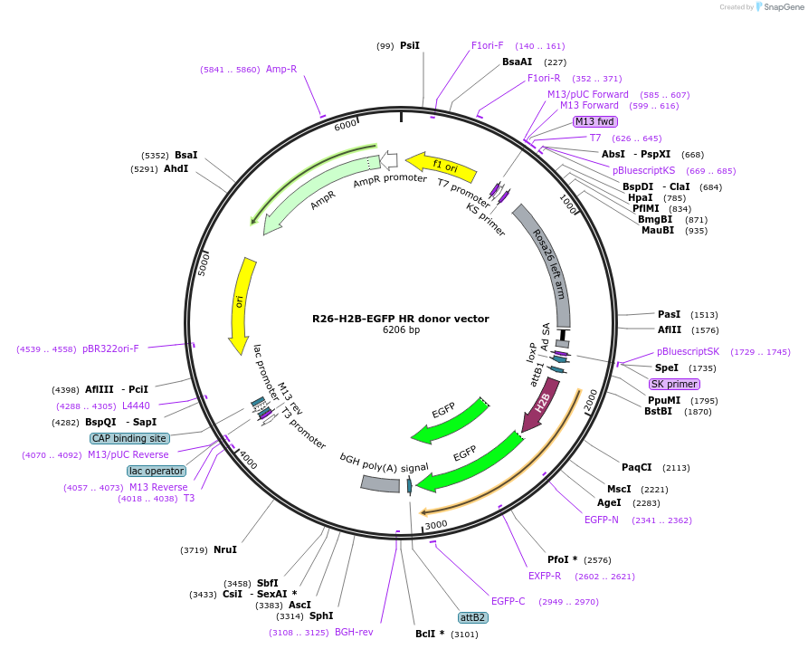 137925-plasmid-map-sequence-id-272479