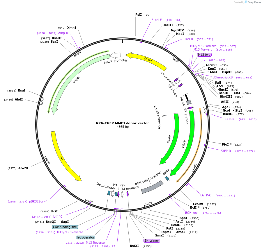 137926-plasmid-map-sequence-id-272480