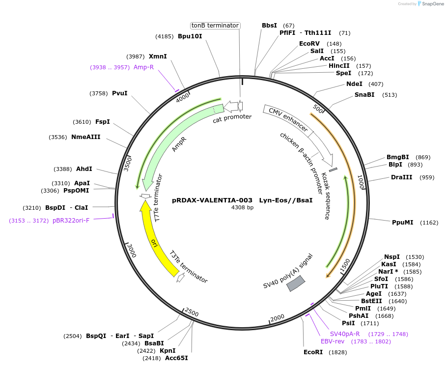 130184-plasmid-map-sequence-id-272481