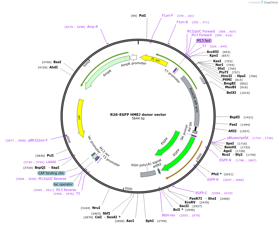 137927-plasmid-map-sequence-id-272483