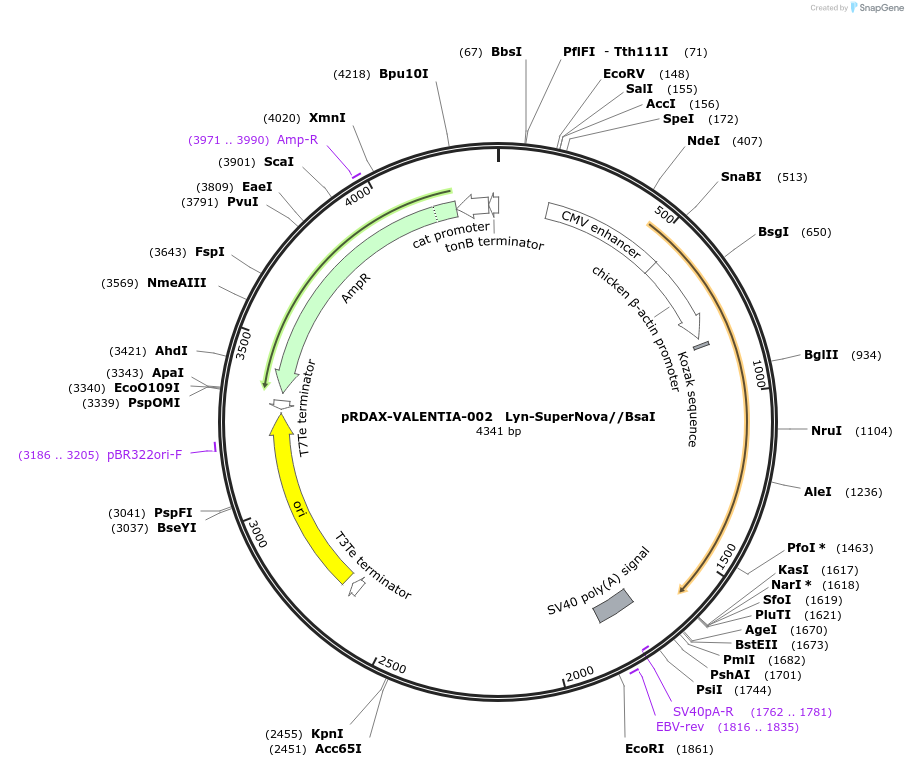 130183-plasmid-map-sequence-id-272488