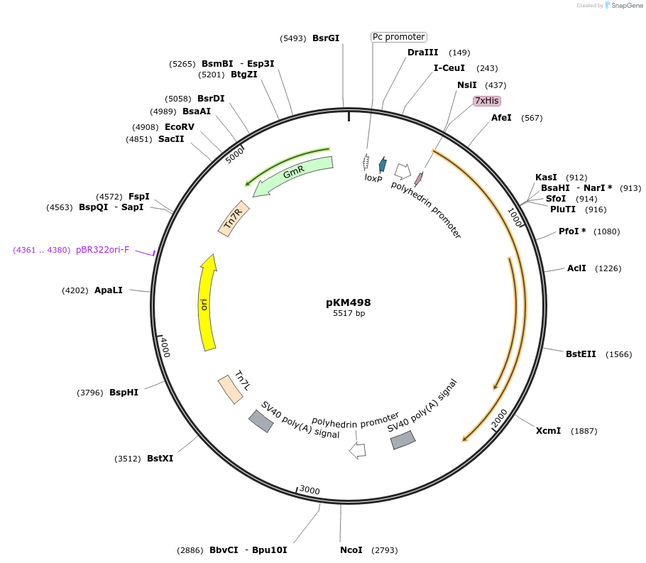 134215-plasmid-map-sequence-id-272489