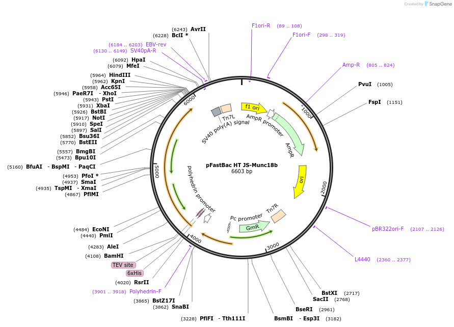 135554-plasmid-map-sequence-id-272494