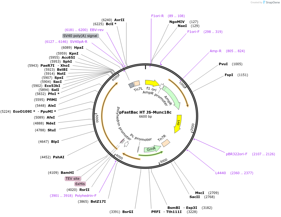 135555-plasmid-map-sequence-id-272498