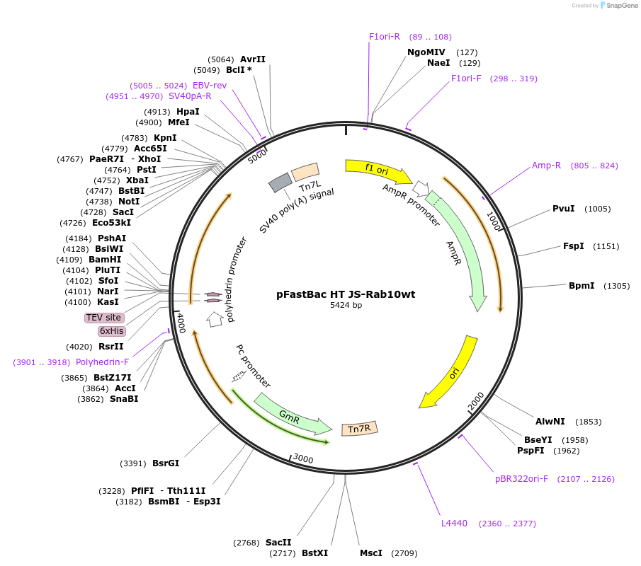 135557-plasmid-map-sequence-id-272501