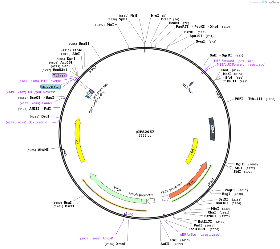 135591-plasmid-map-sequence-id-272506