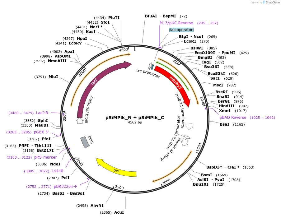 134310-plasmid-map-sequence-id-272510