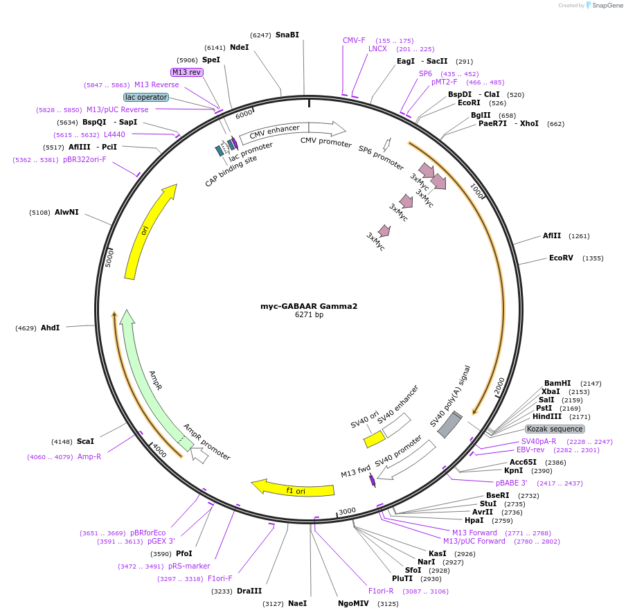 127619-plasmid-map-sequence-id-272527