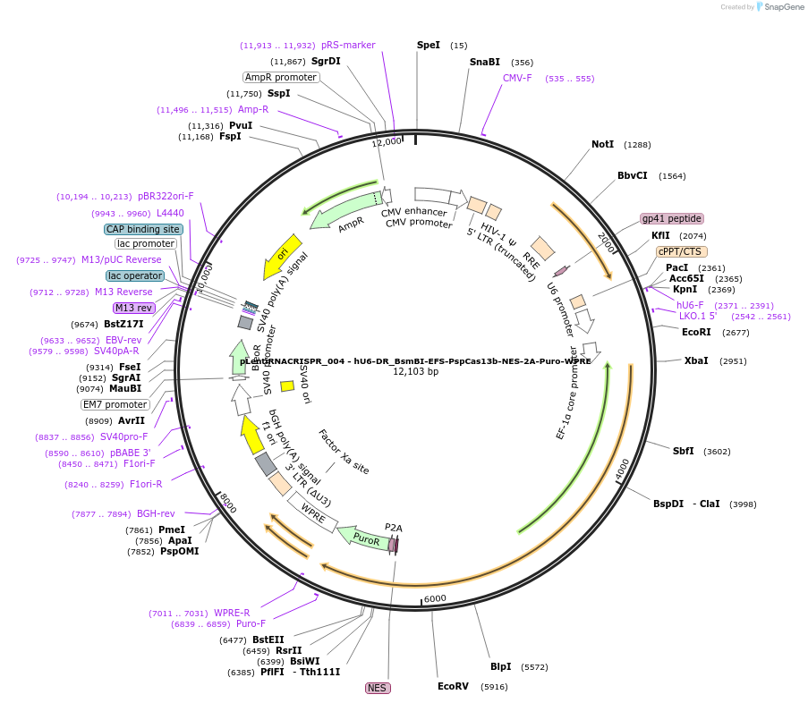 138146-plasmid-map-sequence-id-272533