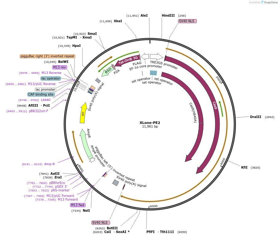 136463-plasmid-map-sequence-id-272540