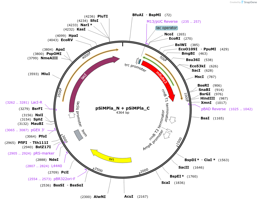 134314-plasmid-map-sequence-id-272562