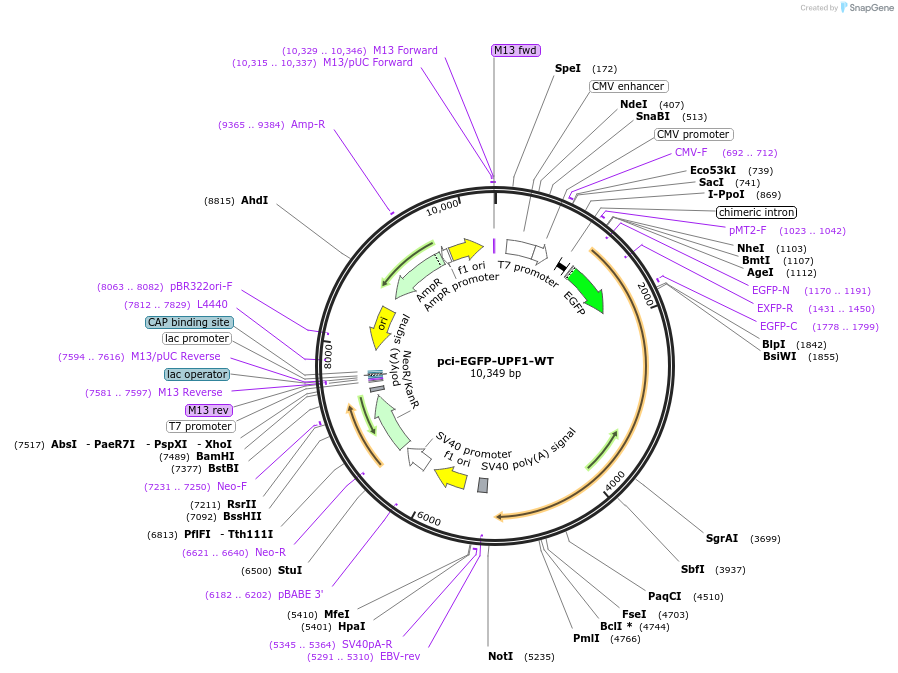 135994-plasmid-map-sequence-id-272642