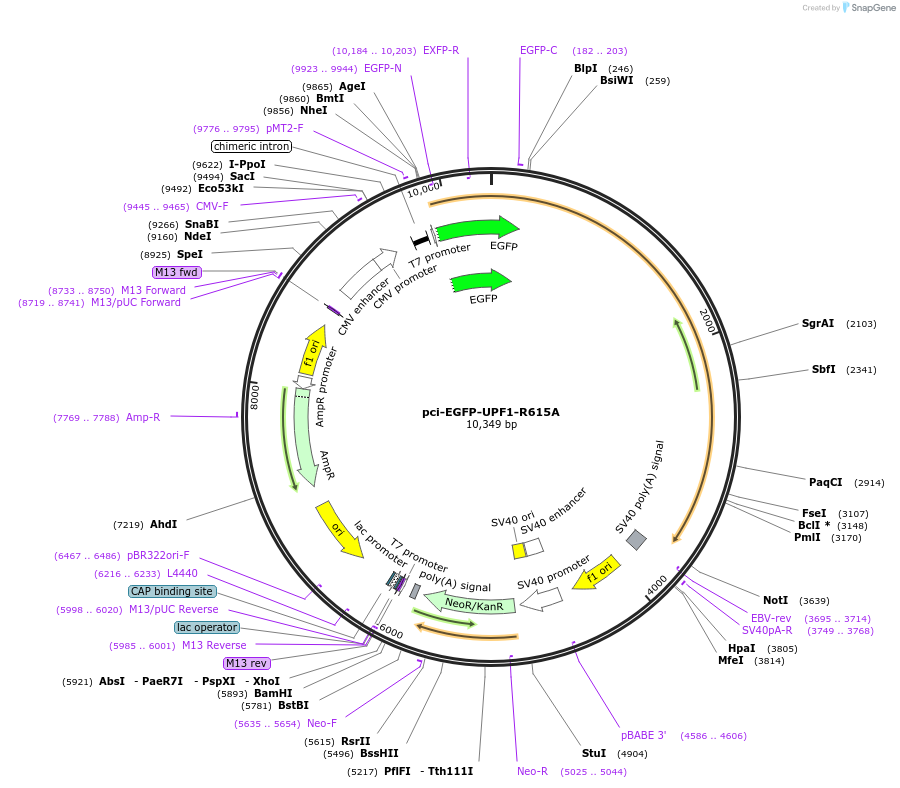 135995-plasmid-map-sequence-id-272644