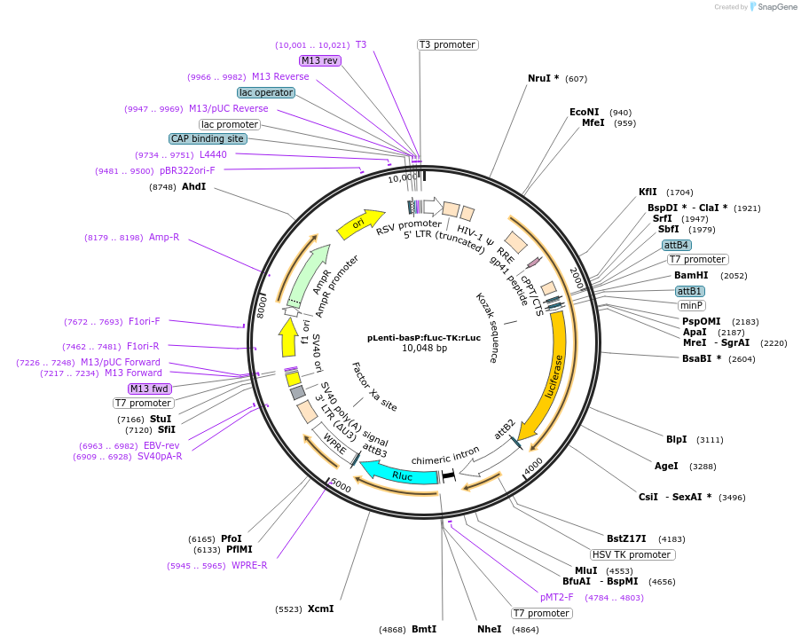 138369-plasmid-map-sequence-id-272648