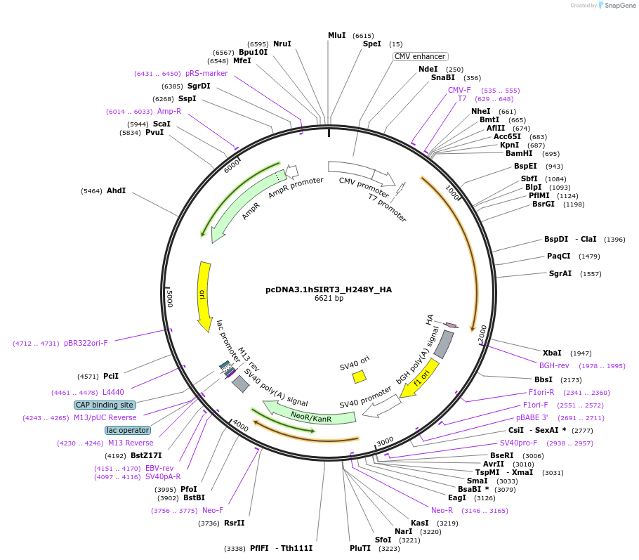 24492-plasmid-map-sequence-id-272724