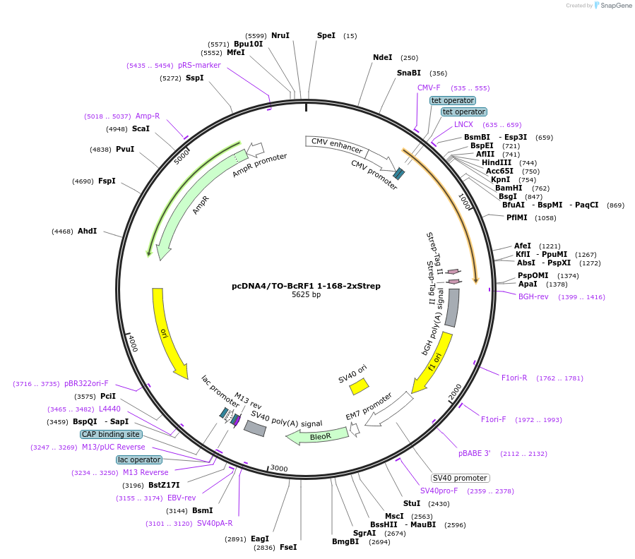 138447-plasmid-map-sequence-id-272731