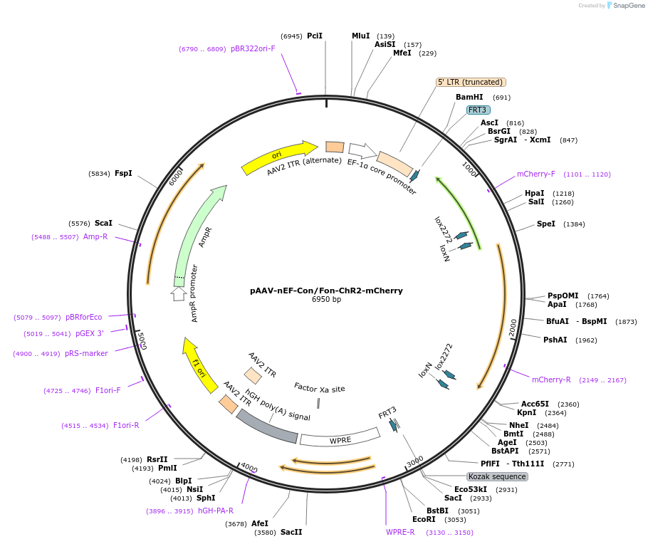 137142-plasmid-map-sequence-id-272736