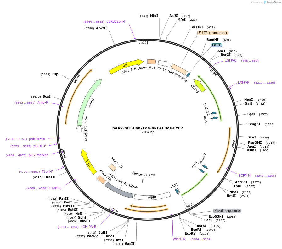 137145-plasmid-map-sequence-id-272739