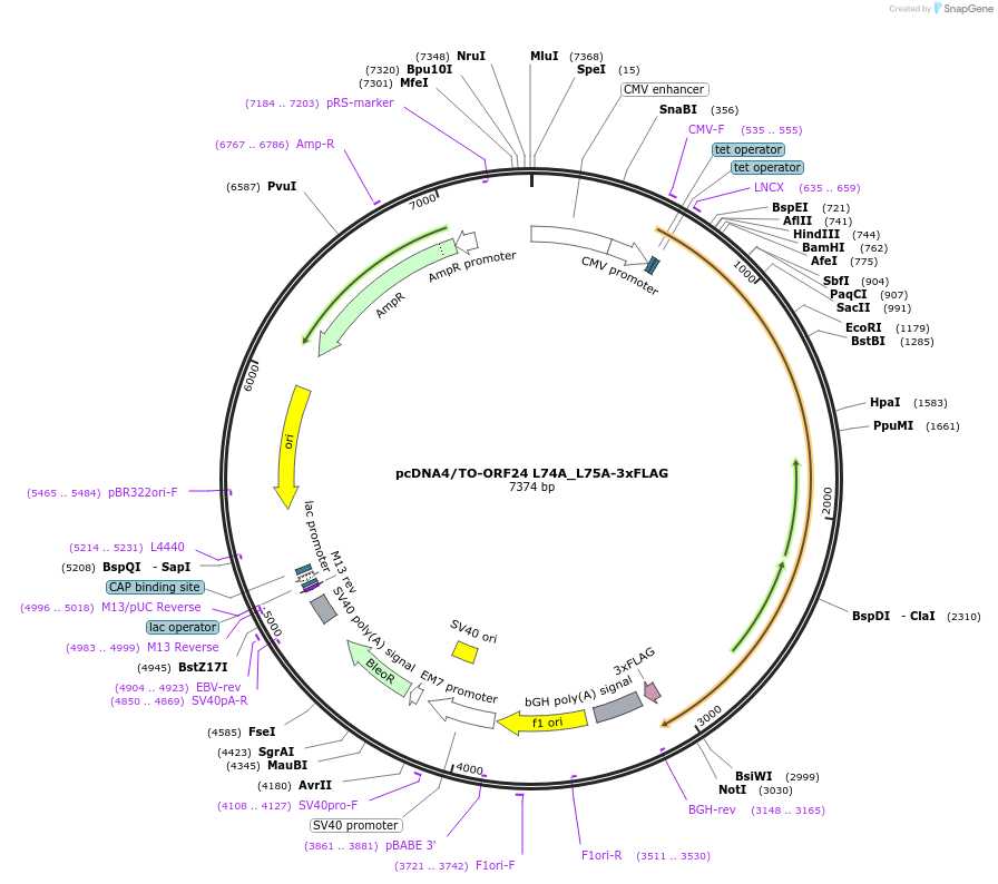 138430-plasmid-map-sequence-id-272752