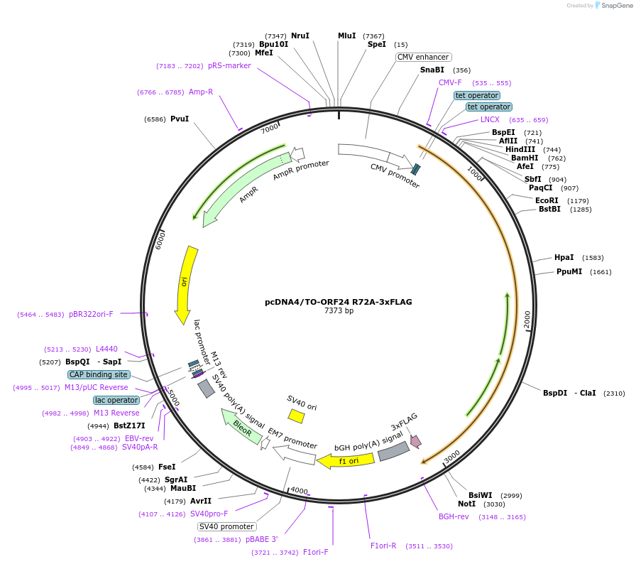 138432-plasmid-map-sequence-id-272756