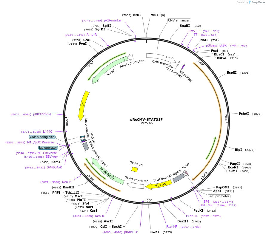 134725-plasmid-map-sequence-id-272781