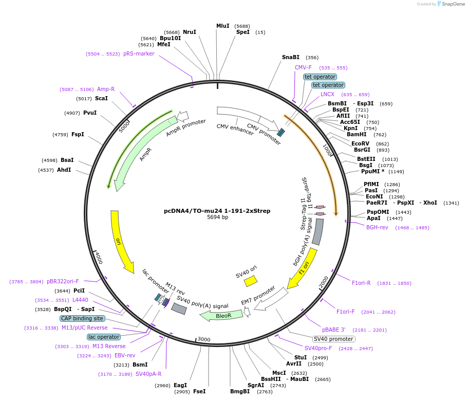 138445-plasmid-map-sequence-id-272788