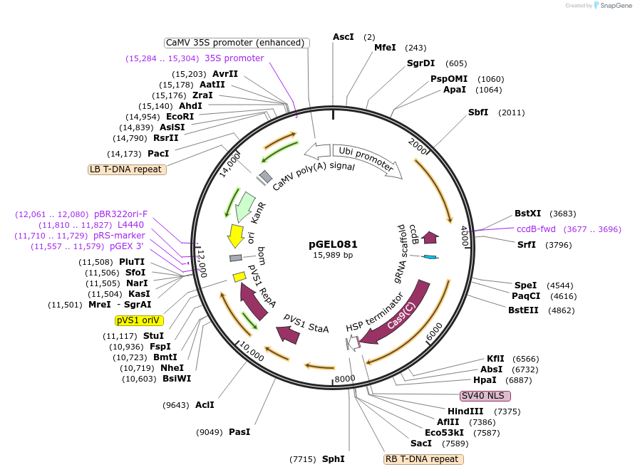 137890-plasmid-map-sequence-id-272835