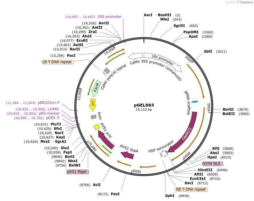 137892-plasmid-map-sequence-id-272837