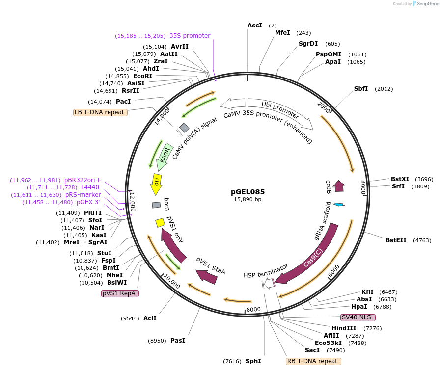 137893-plasmid-map-sequence-id-272844