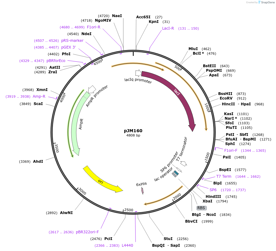 134169-plasmid-map-sequence-id-272846