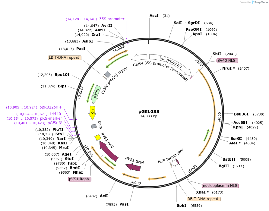 137896-plasmid-map-sequence-id-272847