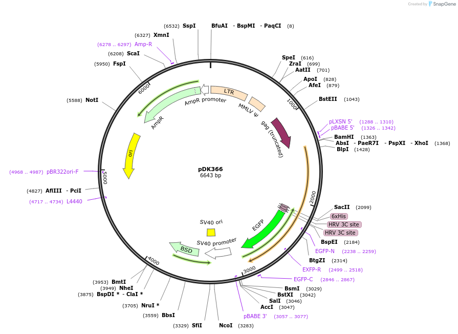 134196-plasmid-map-sequence-id-272871