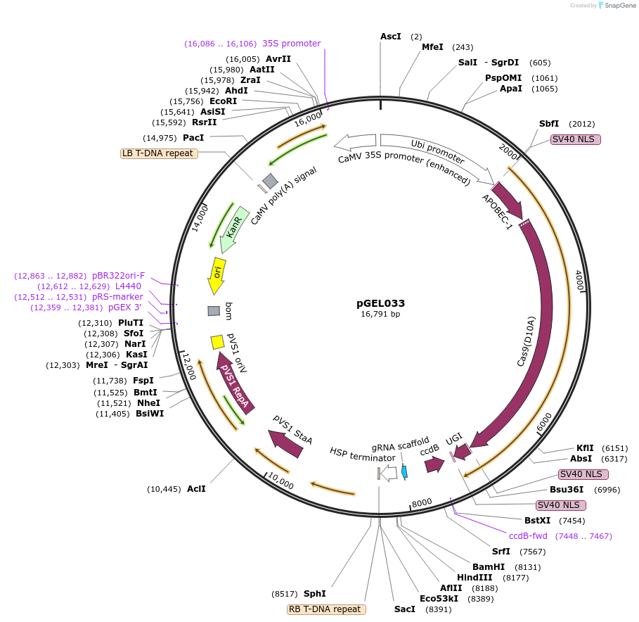 137902-plasmid-map-sequence-id-272889