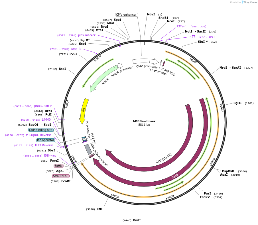 138490-plasmid-map-sequence-id-272890