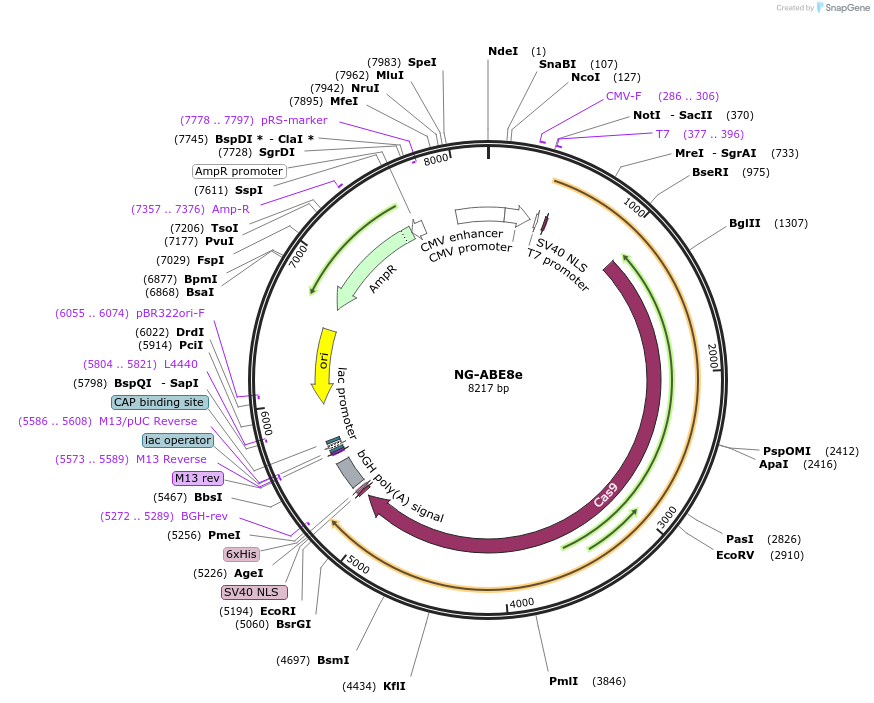 138491-plasmid-map-sequence-id-272891