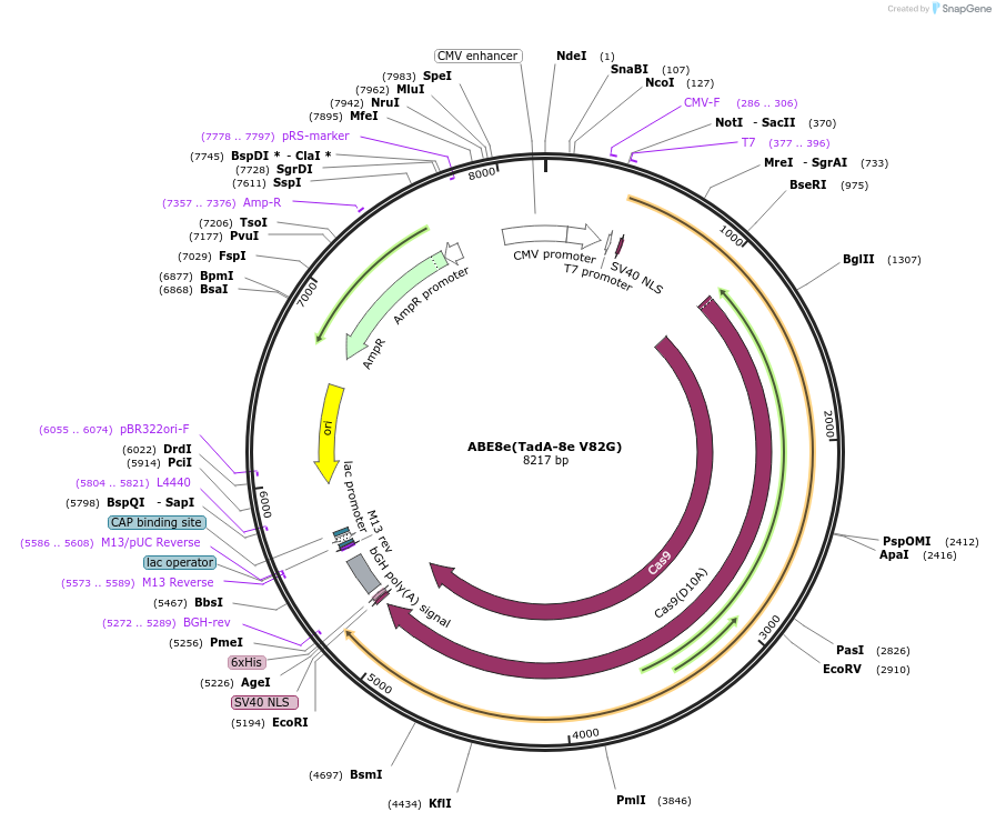 138494-plasmid-map-sequence-id-272894