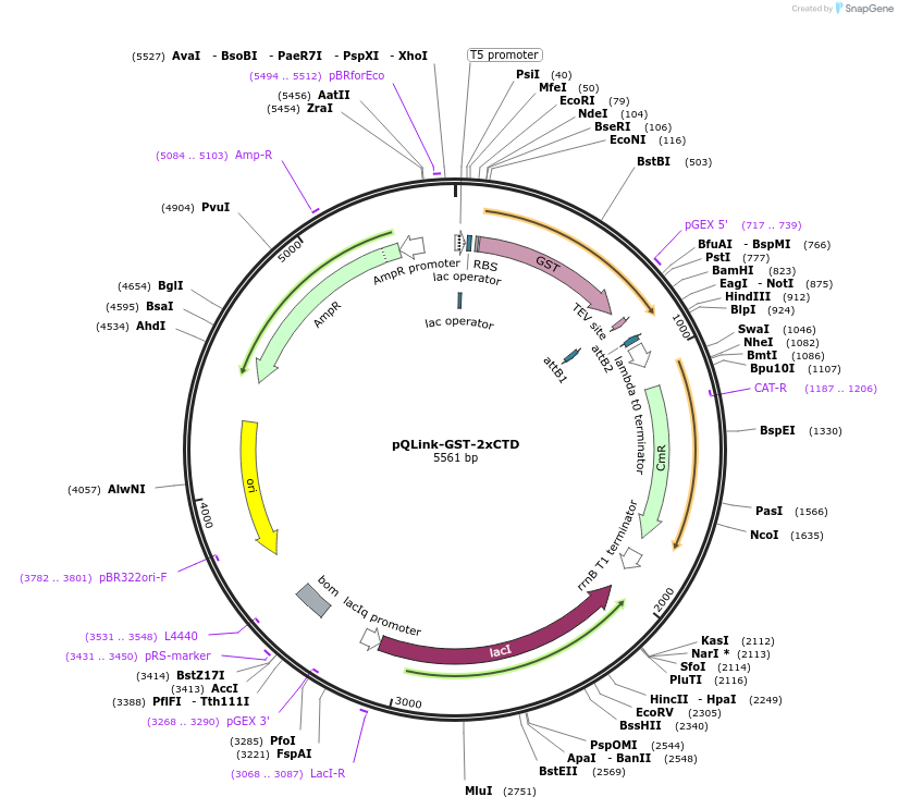 138470-plasmid-map-sequence-id-272900