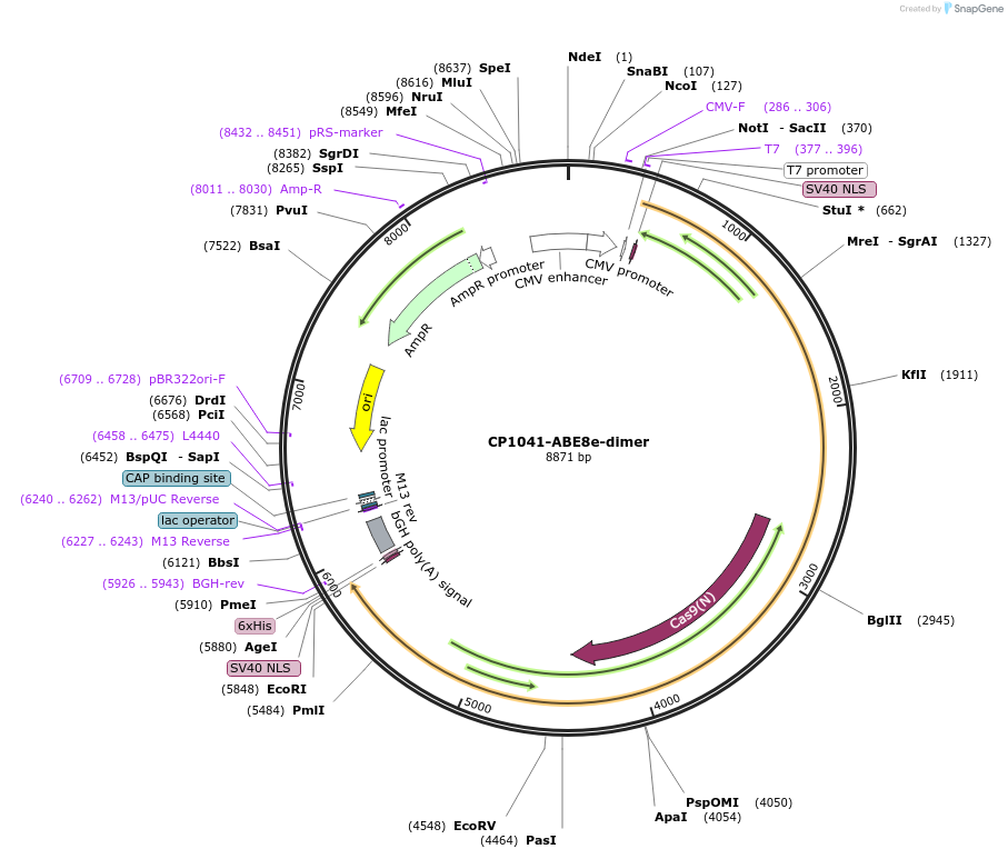 138499-plasmid-map-sequence-id-272925